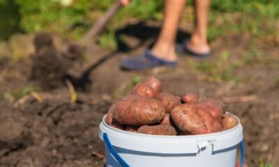 how far did sweet potatoes travel to texas