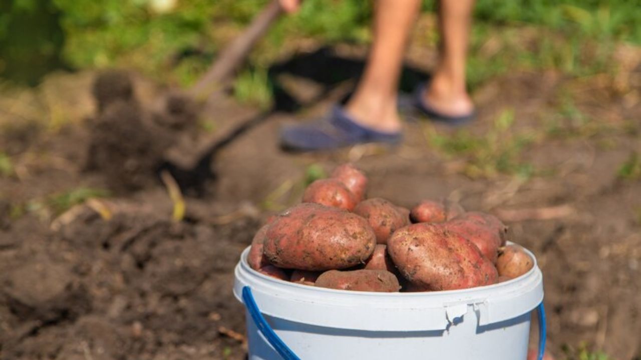 how far did sweet potatoes travel to texas